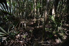 Chambeyronia divaricata