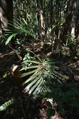 Chambeyronia divaricata