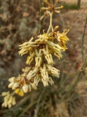 Asclepias subulata
