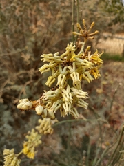 Asclepias subulata