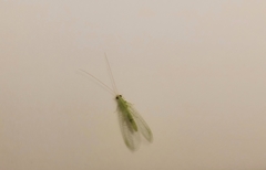 Chrysoperla carnea