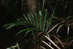 Chambeyronia divaricata