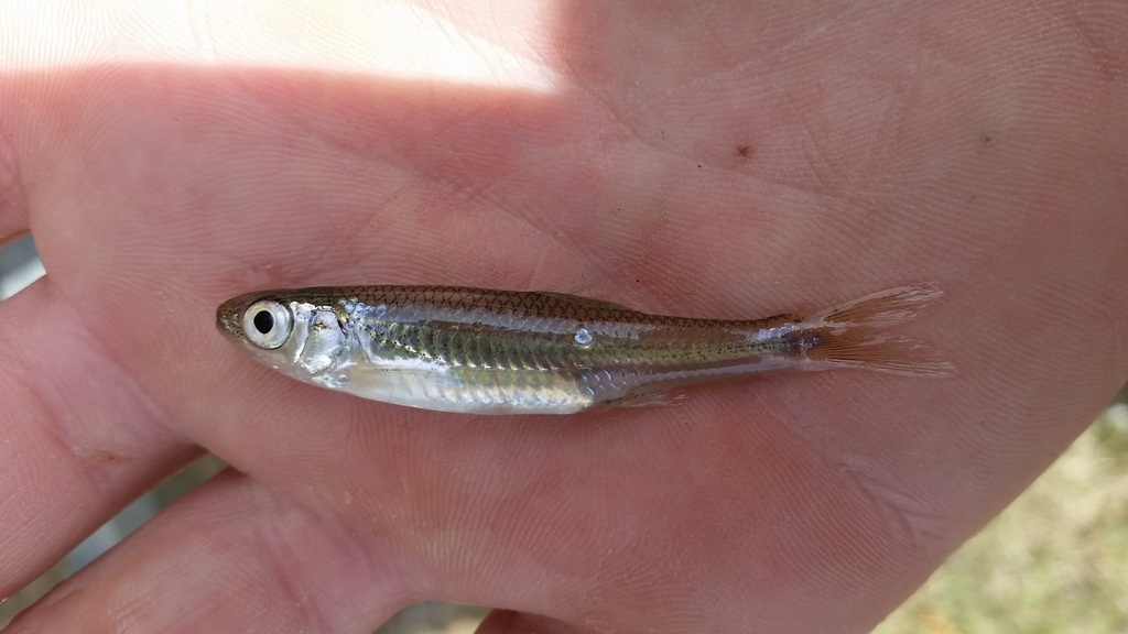Texas shiner (Notropis amabilis) — Cyprinidae