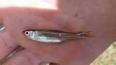 Notropis amabilis