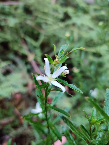 Glischrocaryon lucasii, 2021-09-29