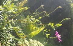 Chironia melampyrifolia