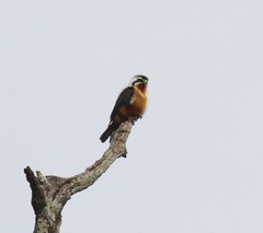 Microhierax caerulescens