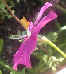 Chironia melampyrifolia