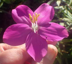 Chironia melampyrifolia