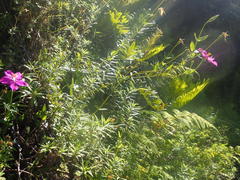 Chironia melampyrifolia