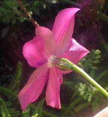 Chironia melampyrifolia