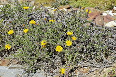 Gorteria integrifolia