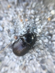 Euetheola