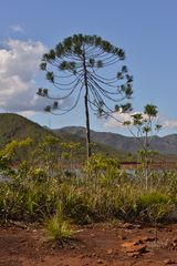 Dacrydium araucarioides