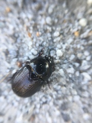 Euetheola