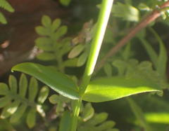 Chironia melampyrifolia