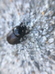Euetheola