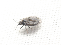 Acalypta