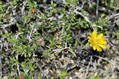 Gorteria integrifolia