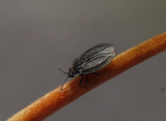 Acalypta