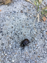 Euetheola