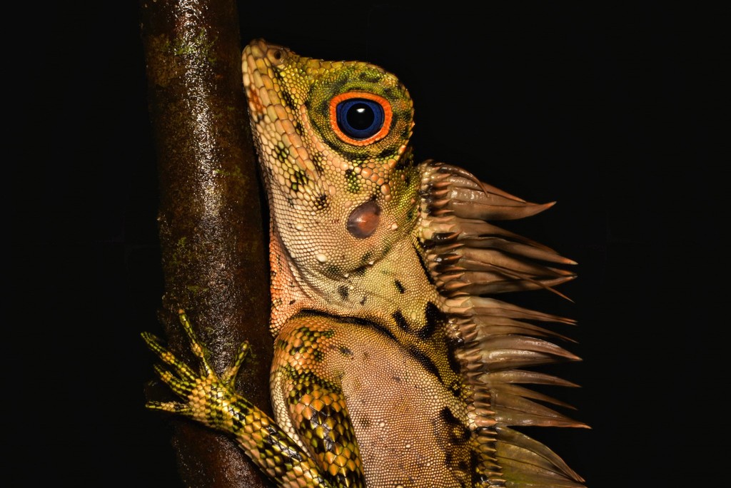 Tropical Forest Dragon