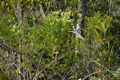 Oxera