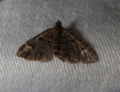 Eucymatoge peplodes