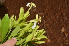 Oxera