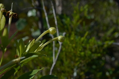 Oxera