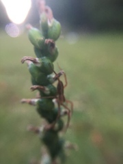 Spiranthes lacera gracilis