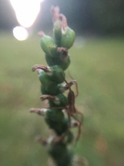 Spiranthes lacera gracilis