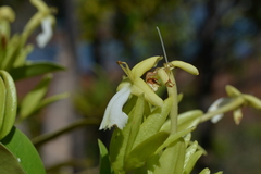 Oxera