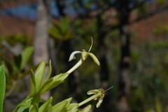 Oxera