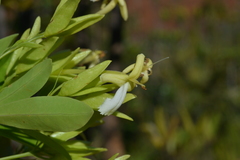 Oxera