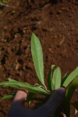 Oxera