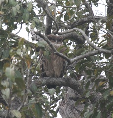 Ketupa zeylonensis