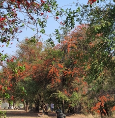 Combretum microphyllum