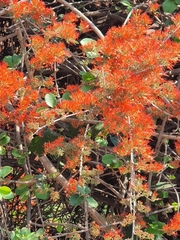 Combretum microphyllum