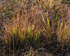 Hesperostipa comata