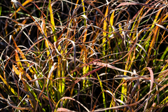 Hesperostipa comata