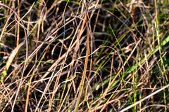 Hesperostipa comata