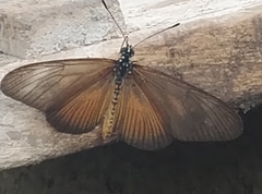 Acraea lycoa