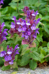 Scutellaria altaica