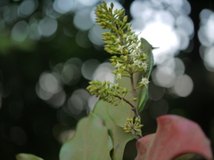 Combretum latifolium