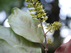 Combretum latifolium