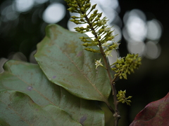 Combretum latifolium