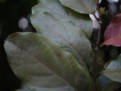 Combretum latifolium
