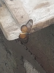 Acraea lycoa
