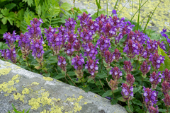 Scutellaria altaica